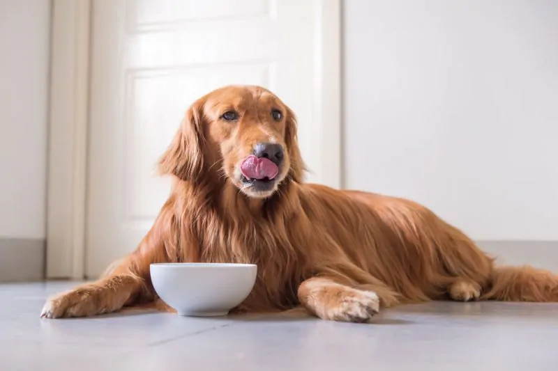 Best Dry Dog Food Brands in 2024,what you need to know.