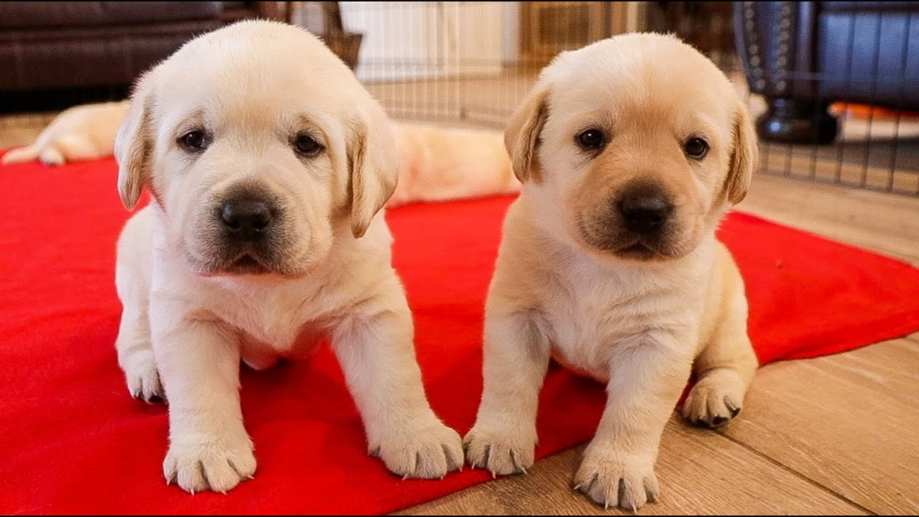 nutrisource puppy food Is this dog food any good? In-depth review