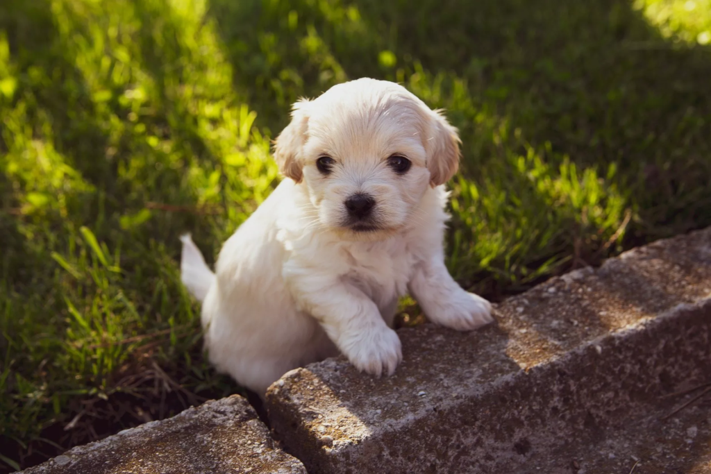 nutrisource puppy food Is this dog food any good? In-depth review