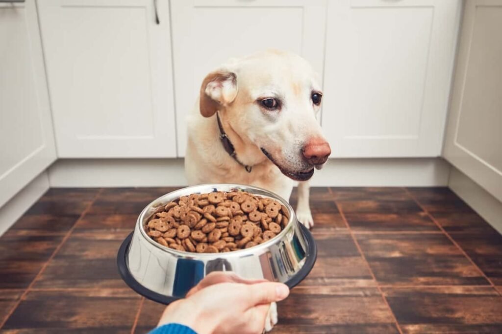 5 Hypoallergenic Dog Food You Need To Know